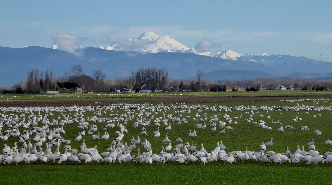 Skagit Valley Geese & Swans Eco Tour Birdwatching in NW Washington