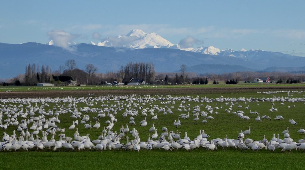 skagit valley geese swans eco tour
