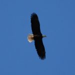 Skagit River Eagle Festival Tour eagle flying