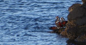 skagit birding tours harlequin ducks