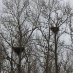 skagit river eagle festival eco tour nests
