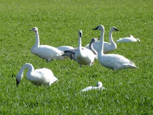 skagit valley snow geese swans