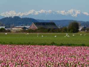 Anacortes Spring Wildflower Tours swans and tulips