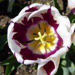 Skagit Valley Tulip Festival Guided Tour inside tulip