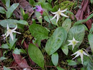 Anacortes Spring Wildflower Tours forest lilies