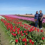 Skagit Valley Tulip Festival Guided Tour 