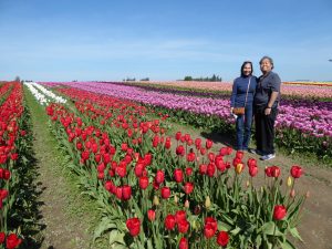 Anacortes Spring Wildflowers Tour tulip fields