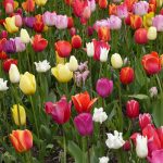 Skagit Valley Tulip Festival Guided Tour tulip varieties