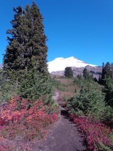 Seattle Mount Baker Guided Hikes trail baker