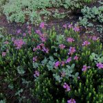 Mount Baker Wildflowers Tour heather