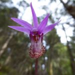 pnw forest orchids tour calypso flower