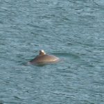 Seattle Anacortes Wildlife Eco Tour harbor porpoise