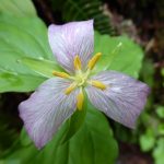 North Cascades Wildflower Hikes - trillium