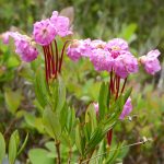 seattle mount baker wildflower hiking tour bog laurel