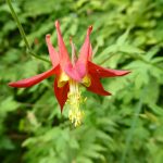 Seattle Guided Wildflower Hike red columbine