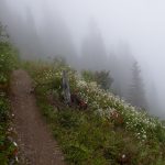 Sauk Mountain Summer Guided Wildflower Hike beginning trail