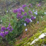 Sauk Mountain Summer Guided Wildflower Hike penstemons and bluebells