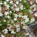 Sauk Mountain Summer Guided Wildflower Hike spotted saxifrage