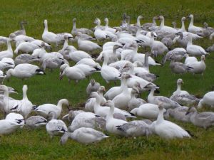 snow goose festival eco tour Geese feeding