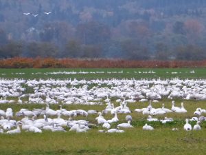 Skagit Valley Snow Geese Fall Eco Tour flock in farm field