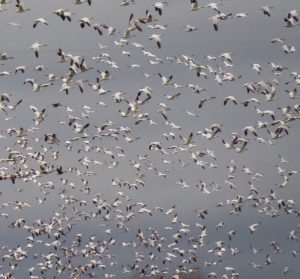 Skagit Valley Snow Geese Fall Eco Tour in flight
