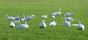 Seattle Birding Eco Tours swans