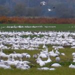 La Conner Daffodil Festival Tours - snow geese