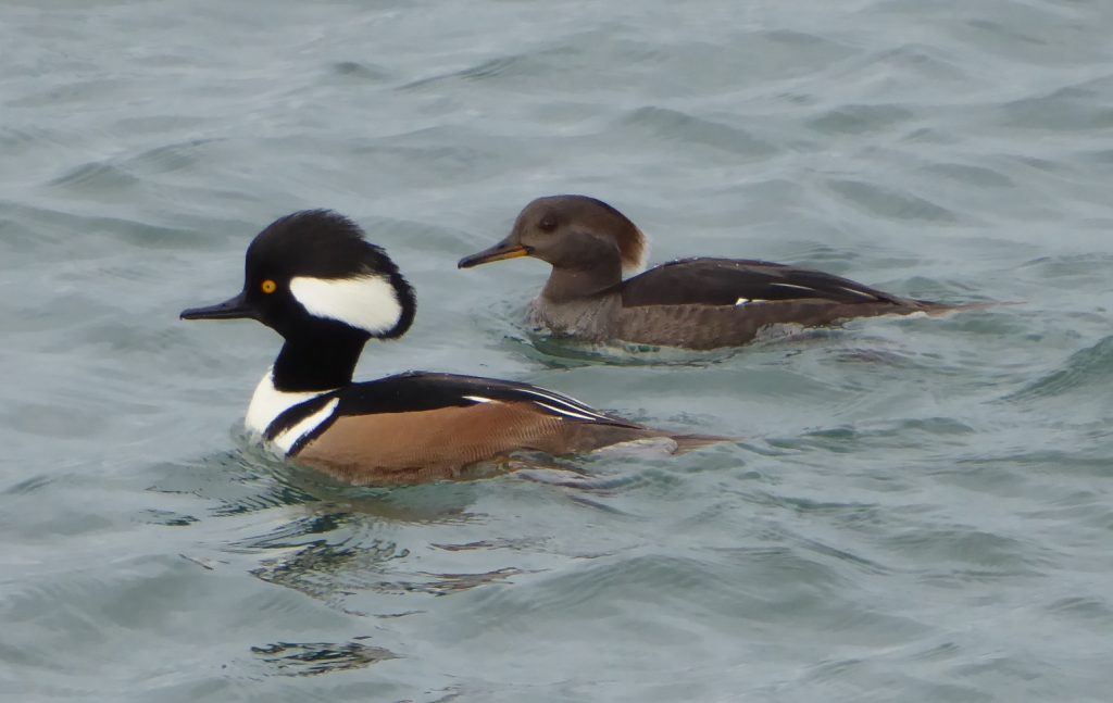 skagit birding eco tour - hooded mergansers