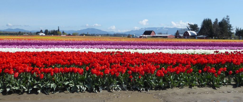 SKAGIT VALLEY TULIPS DAFFODILS TOUR - small groups with local guide