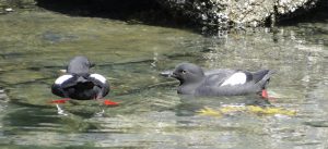birding cruise vendovi island pigeon guillemots on the water