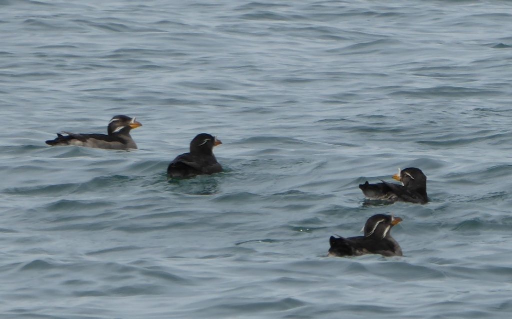 rhinocerus auklets