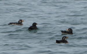 vendovi island birding cruise rhinocerus auklets