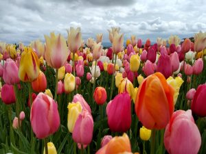 skagit valley tulip tours