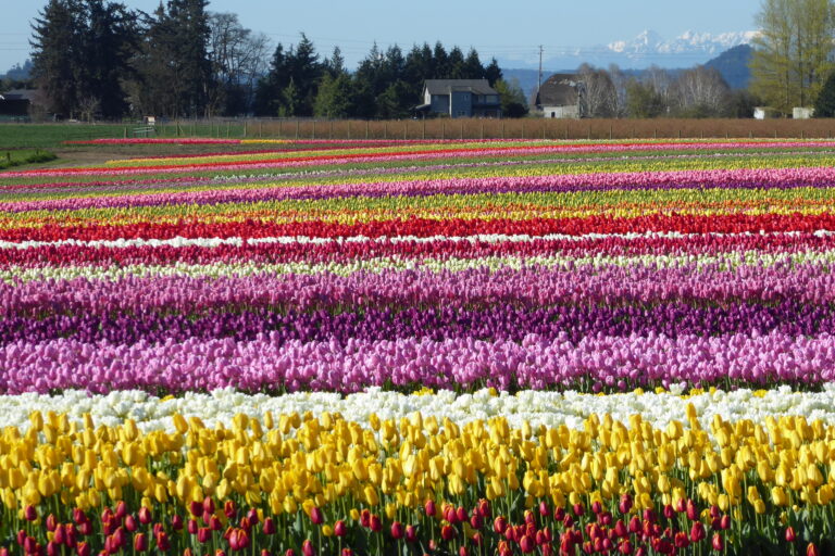 Skagit guided adventures