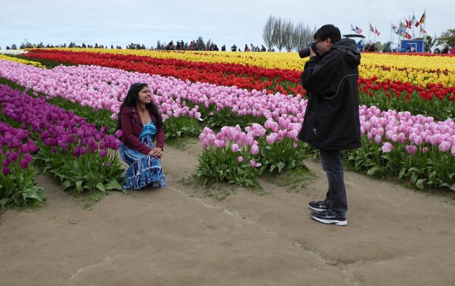 skagit valley tulip tour mount vernon washington