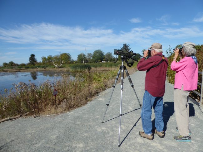 skagit birding eco tour