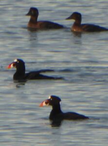 skagit birding tour sea birds