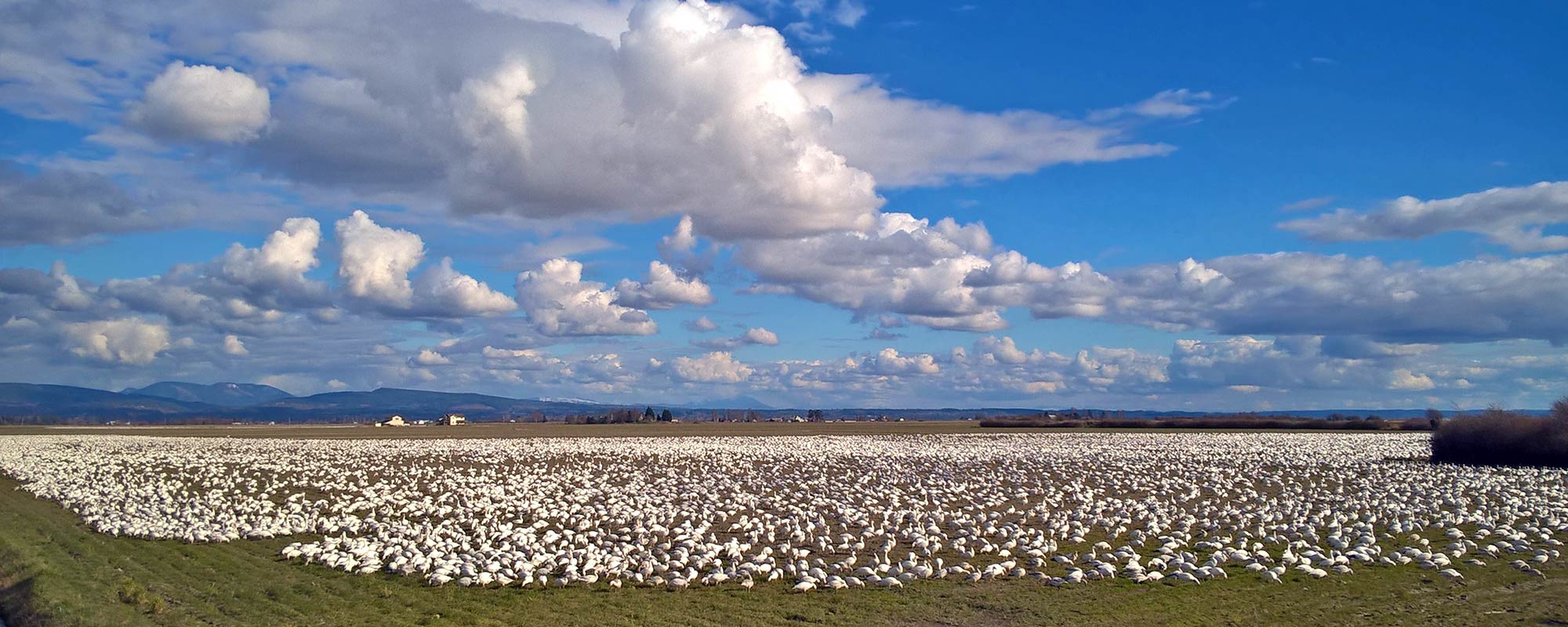 skagit valley geese swans tour