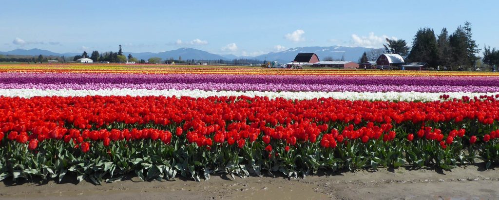 skagit valley tulip tour