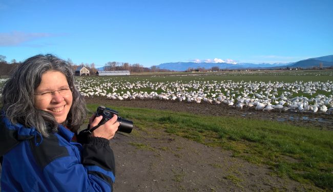 washington nature hiking tours - skagit valley geese tour