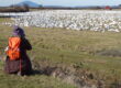 skagit valley geese tour research