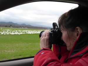 skagit valley geese tour from our vehicle