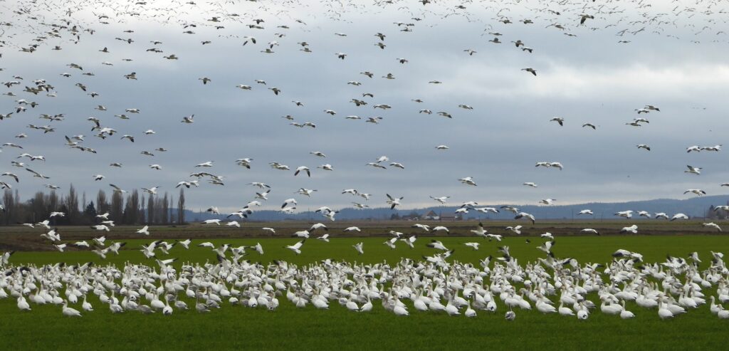 skagit valley geese swans eco tour