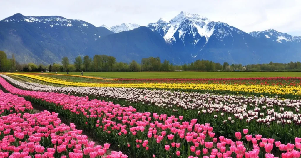 Colorful tulip fields with snow-capped mountains in the Skagit Valley during the annual spring bloom.